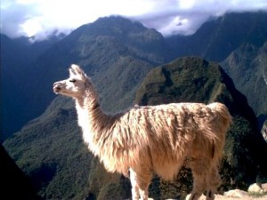 Greetings from Machu Pichu!