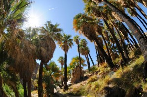 Palm Desert.2